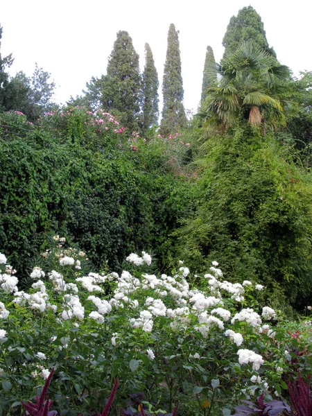 Une rangée de rosiers blancs avec des queues d'amarante rose dans un parc vert — Photo