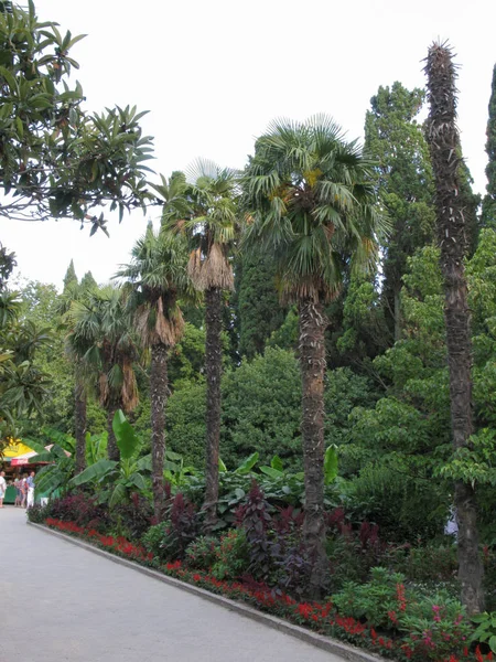 High green palm trees next to flower beds along a wide promenade — Stock Photo, Image