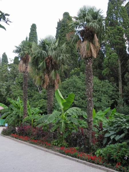 Цветочное ложе перед аллеей с пальмами, фикусом и красными цветами на фоне высоких деревьев — стоковое фото