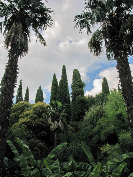 Czyste zielone zarośla z silne i wysokie palmy — Zdjęcie stockowe