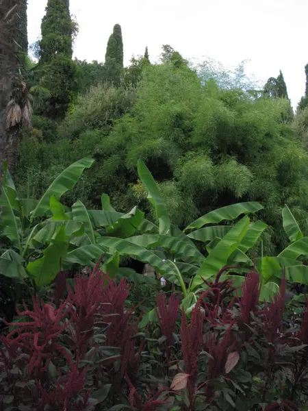 Gran macizo de flores con flores rojas, plantas decorativas verdes y árboles —  Fotos de Stock