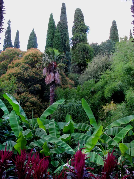 Hermosos arbustos decorativos sobre el fondo de palmeras exóticas y cipreses verdes altos —  Fotos de Stock