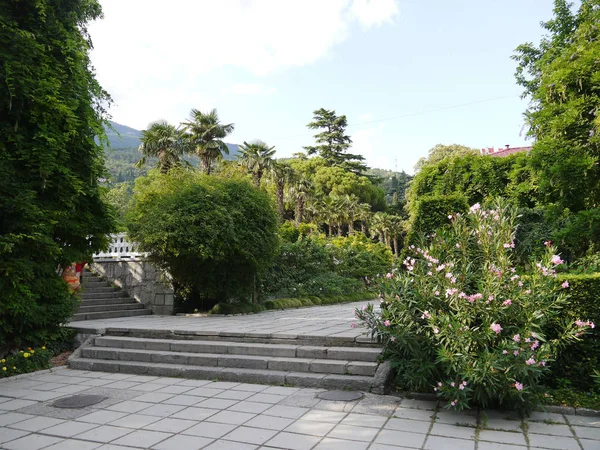 Callejón de hormigón a las escaleras en el parque con un alendro floreciente en el sur. Un lugar para pasear y descansar —  Fotos de Stock