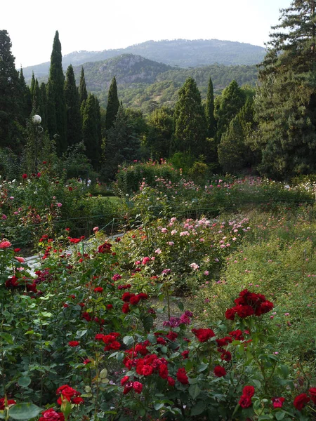 Różowy ogród kwiaty czerwone, różowe i pomarańczowe na tle wysokich drzew iglastych, odległe góry zielone pod bezsłoneczny bezchmurne niebo — Zdjęcie stockowe
