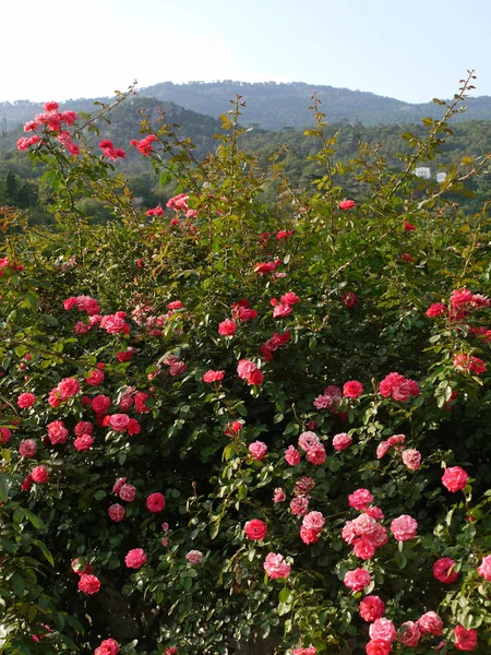 Densi arbusti di rose rosa sullo sfondo di alte montagne lontane — Foto Stock