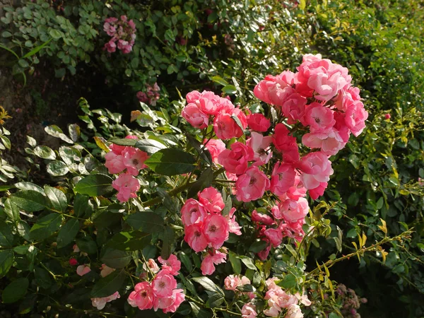 Una rama de flores pequeñas densamente fijadas de un tono pastel de rosa en la cima de su floración — Foto de Stock