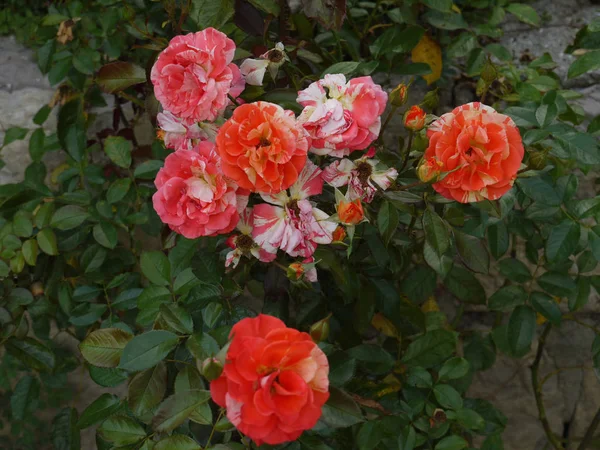 Många tvåfärgad vit-orange rosor på en grön buske — Stockfoto