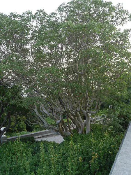 Красиве гладкошерсте гіллясте дерево в ботанічному саду біля алеї — стокове фото