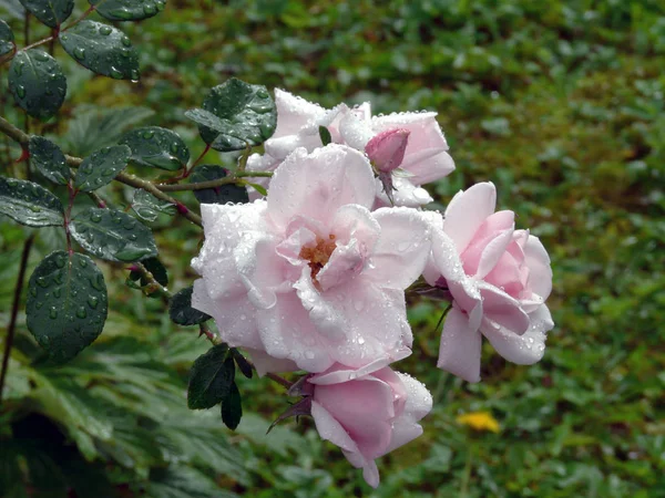 Gotas de lluvia sobre una hermosa rosa rosa con hojas verdes y espinas —  Fotos de Stock