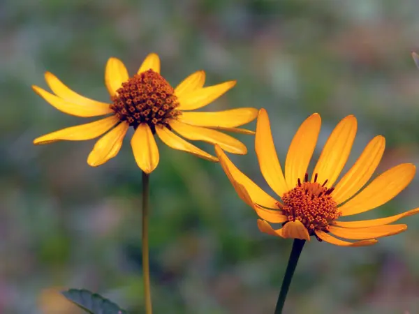 Δύο ανοιγμένο λουλούδι της echinacea στις μεγάλες κοτσάνια — Φωτογραφία Αρχείου