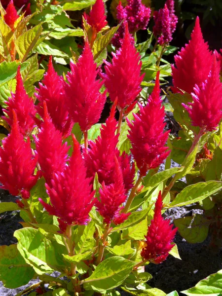 Ein Beet mit Himbeeren-Heilung schmückt das Blumenbeet mit seiner Schönheit — Stockfoto