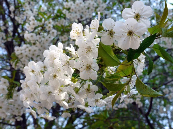 Beyaz yaprakları ile yeşil bir havaneli ve stamens bir sürü çiçek açan bir güzel kiraz dal. Güzel bir görünüm ve harika bir koku.