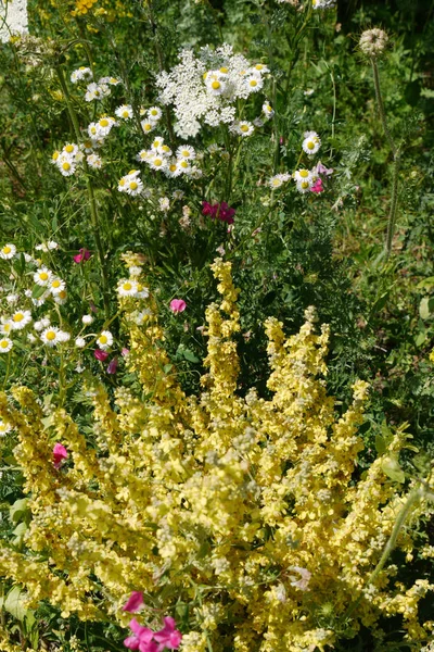 Lush thickets of flowers in the garden with daisies standing out against the background of other flowers with beautiful white petals and a yellow center. — Stock Photo, Image