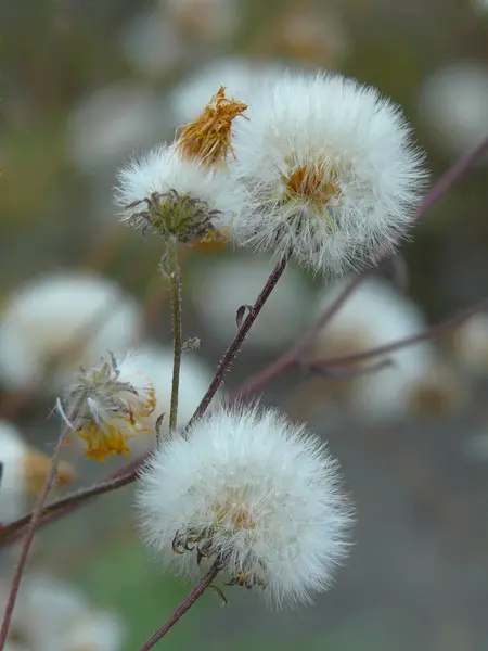İlk rüzgarlar onları uzağa taşıyacak için büyüyen ince kavisli sapları üzerinde hassas beyaz karahindiba.