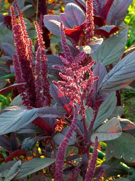 Fiori leggermente melograno che crescono candele su fiori con ampie foglie verde chiaro bruciate . — Foto Stock