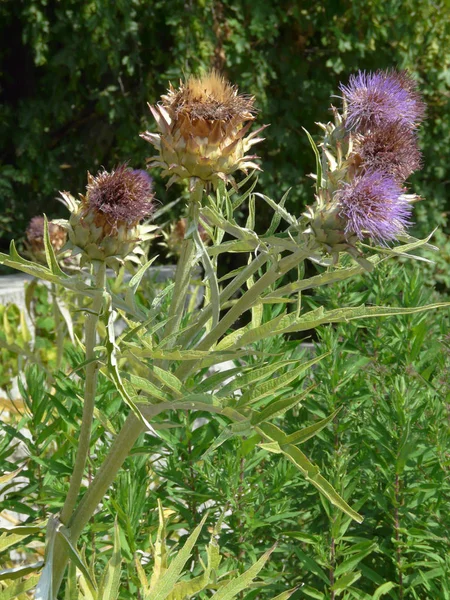 Unpretentious grayish but very pristavuchy and clinging to all burdock — Stock Photo, Image