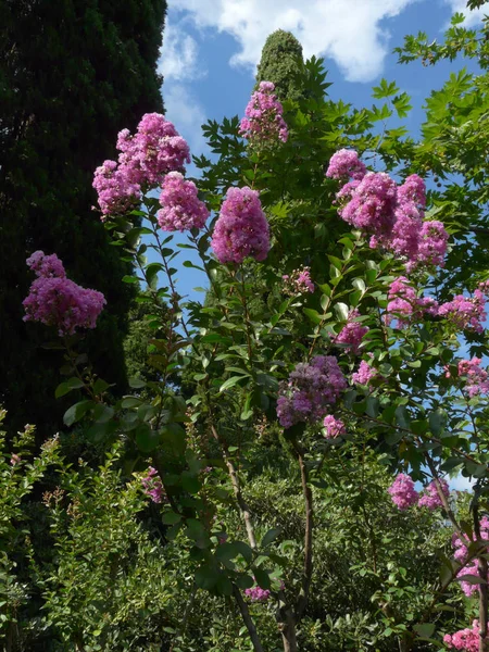 güzel bir bulutlu gökyüzü karşı yavaşça pembe Lila dalları