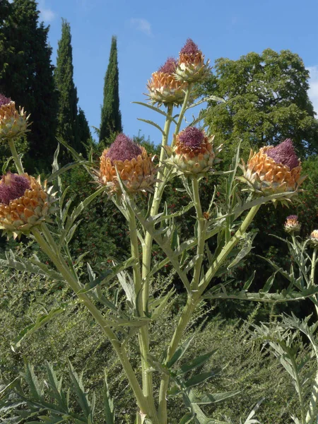 Flowers thistles with sitting like a cup in a pink fluff against the backdrop of tall green trees and shiengo sky. — Stock Photo, Image