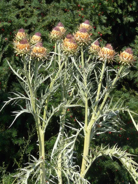 Unopened thistle buds against the background of spruce — Stock Photo, Image