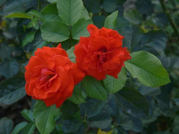 Primer plano de exuberantes hermosas rosas rojas con grandes hojas verdes —  Fotos de Stock