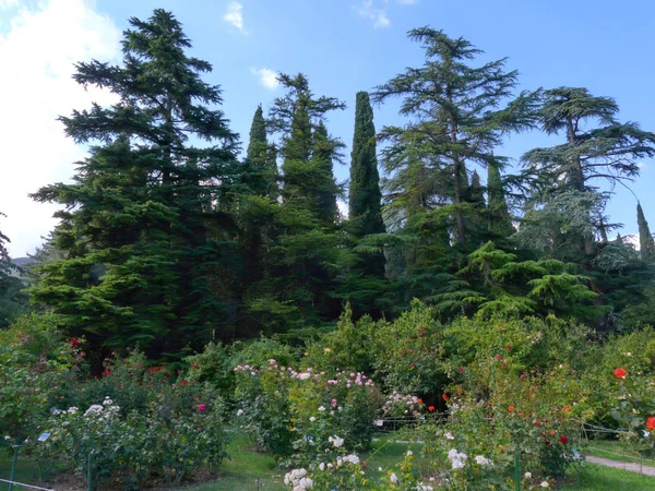 背の高い緑の木々、パインズ、ピラミッド型 tuja と青空の背景に複数の色のバラで大きな花壇 — ストック写真