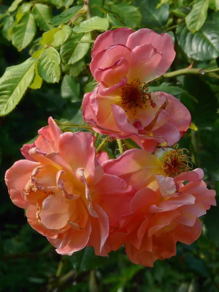 Tres rosas florecientes de color melocotón suave con pétalos caídos sobre el fondo de hojas verdes —  Fotos de Stock