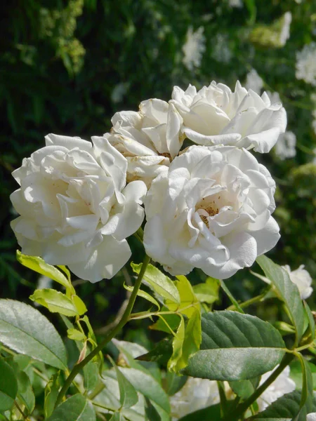Rosas blancas de lujo con un delicado olor será un adorno de cualquier ramo —  Fotos de Stock