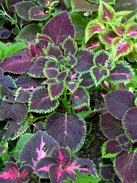 Una planta decorativa inusual con hojas púrpuras y puntas verdes en pequeños tallos verdes claros — Foto de Stock