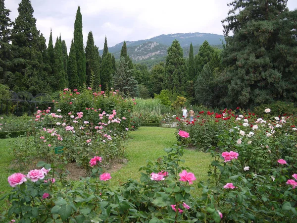 Gyönyörű botanikus kert, beültetett színű rózsa- és tűlevelű fák, a háttérben egy magas hegy — Stock Fotó