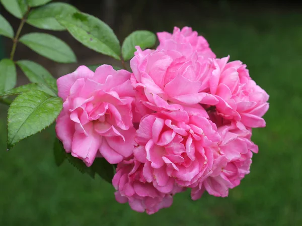Delicadas flores rosadas en hojas de arbusto. Atractivo y romántico —  Fotos de Stock