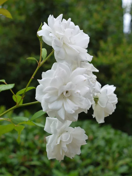 Brotes florecientes de rosa de té blanco en el jardín —  Fotos de Stock
