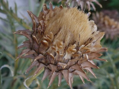 Arka planı yeşil iğne yapraklı ağaçlar uzun bir SAP ile dikenli bir buğday