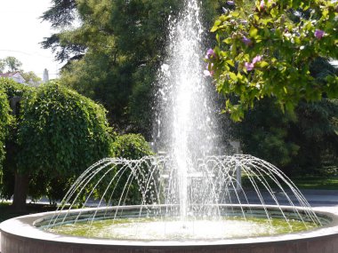 arka plan ağaç üzerinde yüksek güzel Çeşme