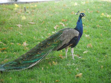 Mavi bir meme ve bir güzel, renkli kuyruklu bir erkek sülün o göstermek istemiyor. Tatlı çocuk