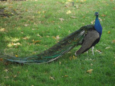 Erkek tavus kuşu bir güzel, yemyeşil kuyruğu ve parlak mavi meme ile boyun ve baş