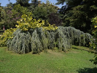 Bir yaz günü ilginç bir ağaç dalları yere indirdi üzerinde gelişen yeşil çim güzel bir manzarasına sahip Park.