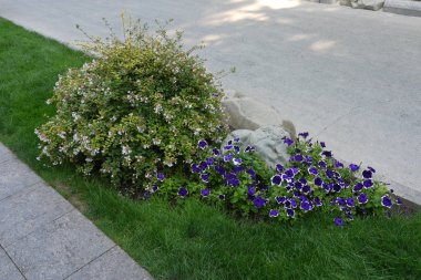 Dekoratif çalı beyaz çiçek açması ve beyaz bir RIM ile mavi petunyaların taş taş kaldırım boyunca'nın bahçesinde yakın: