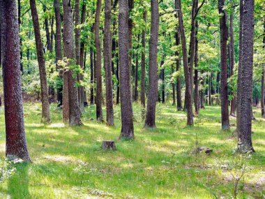 Ormanın ortasında uzun boylu yaprak döken ağaçlar şartını