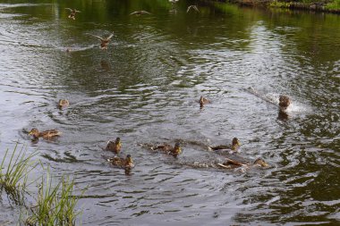 Yaban ördekleri bir sürü uçuşta göl üzerinde oturur ve dalgalanmalar ile su yüzeyini kapsar