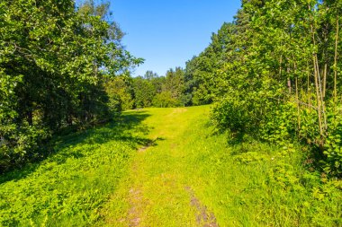 Büyük bir geniş glade yüksek yaprak döken ağaçlar arka planı için önde gelen bir orman iz