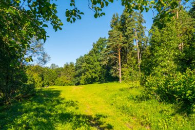 Geniş orman glade uzun boylu yüksek çam ve diğer yeşil ağaçlar arka planı