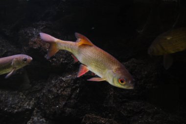 Parlak ölçekler, kırmızı yüzgeçleri ve büyük, altın gözler iki balıkla