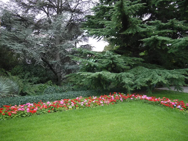 An evenly cut green lawn under the trees framed by a number of red begonias — Stock Photo, Image