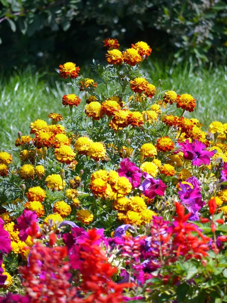 Flowerbed with lots of colorful small flowers on a background of green grass — Stock Photo, Image