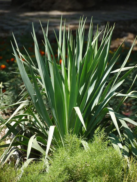 Een struik met groene, lange puntige bladeren van de tulpen, die hebben al verschoten — Stockfoto