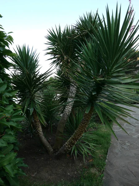 Tres troncos de palmeras con enormes copas frondosas en el fondo de un carril del parque a pie — Foto de Stock