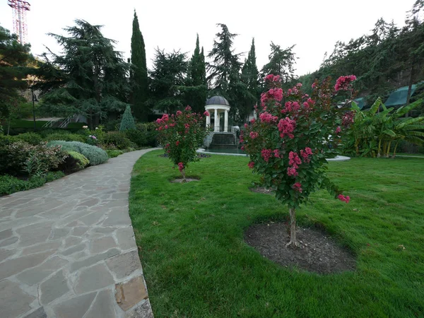 Floración con árboles jóvenes de color rosa en un césped cerca de un camino de piedra en un parque entre arbustos verdes y árboles contra un mirador blanco y cielo despejado. lugar de descanso, viajes, turismo — Foto de Stock