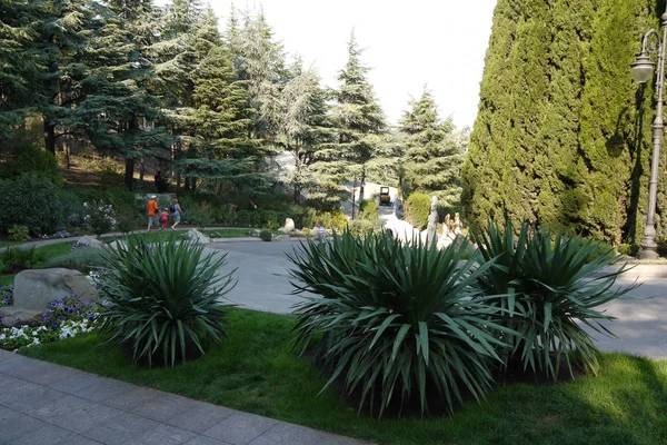 Una piccola aiuola tra il parco, dove sul prato crescono cespugli con lunghe foglie appuntite. A sinistra si trovano alcune pietre con petunie blu intorno a loro — Foto Stock