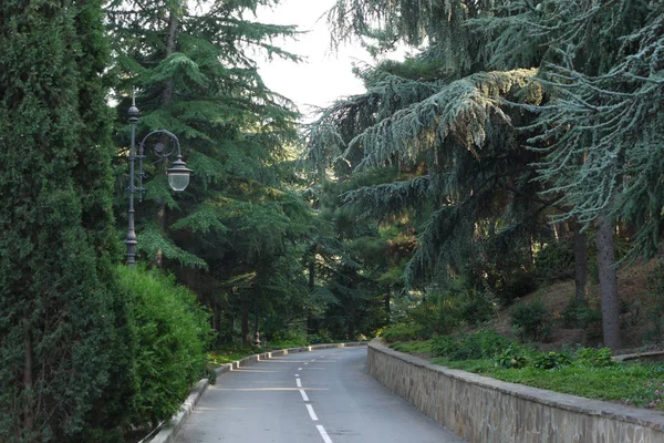 Descenso de la carretera entre las plantaciones de hermosos árboles de coníferas y linterna vintage en el parque — Foto de Stock