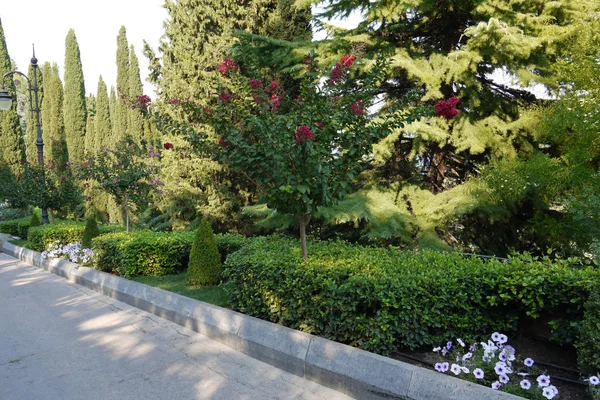 Malebné zeleně v parku s záhon s červenými květy vysoký smrk s velkými větvemi a chodník podél této krásy. — Stock fotografie